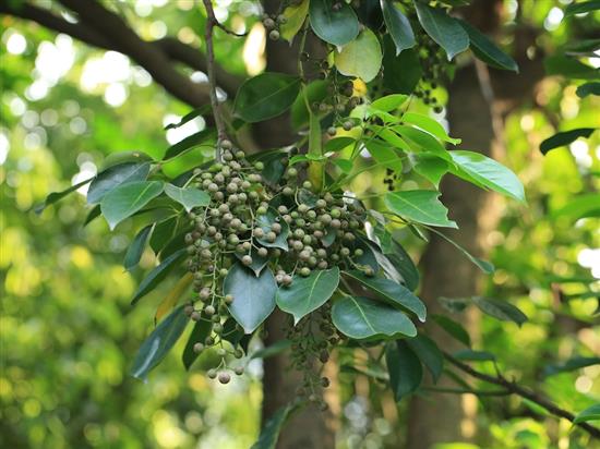 秋枫（Bischofia javanica），大戟科秋枫属，常绿大乔木，雌雄异株。图为秋枫的果实。 周敏 图
